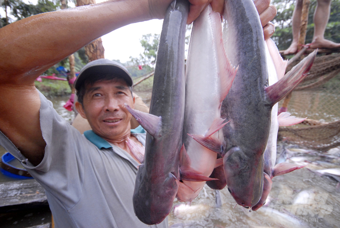 _dsc0877-125832_798.jpg Vùng nuôi cá tra thương phẩm của Công ty Cổ phần Nam tại An Giang. Ảnh: Lê Hoàng Vũ.